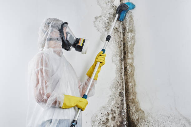 Reliable Henderson, GA Mold Remediation Solutions