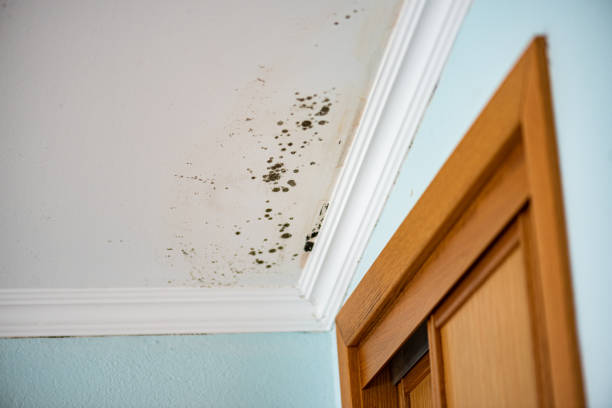 Best Insurance-Related Mold Remediation in Henderson, GA