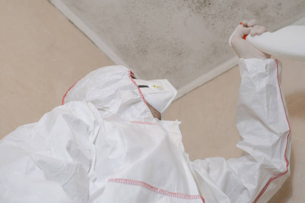 Best White Mold Remediation in Henderson, GA