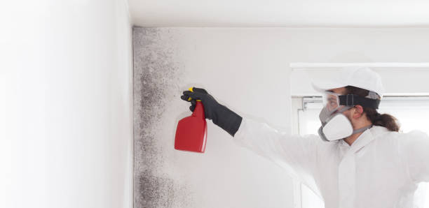 Best Attic Mold Remediation in Henderson, GA